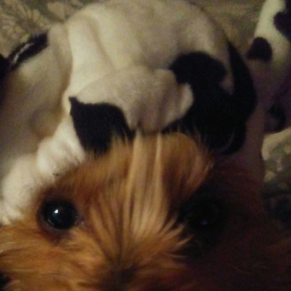 Meet your Posher, Diane